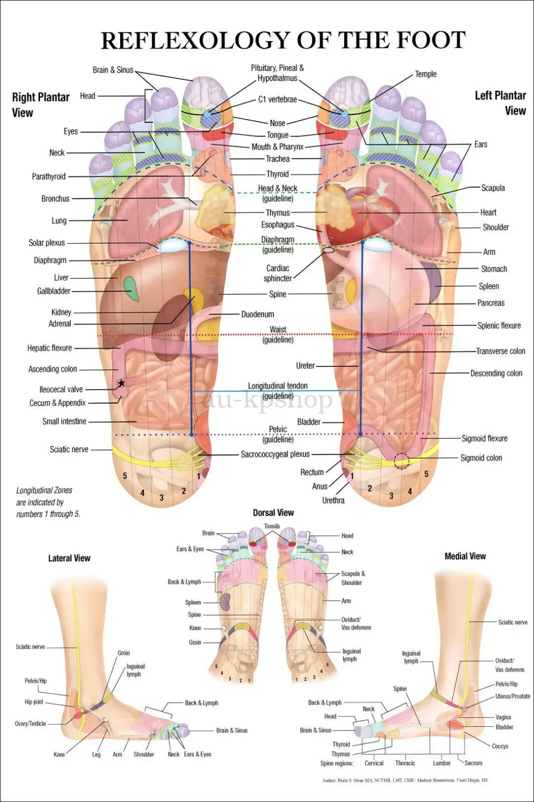 Reflexology foot map showing zones of the feet connected to the shoulder, neck, hips and spine
