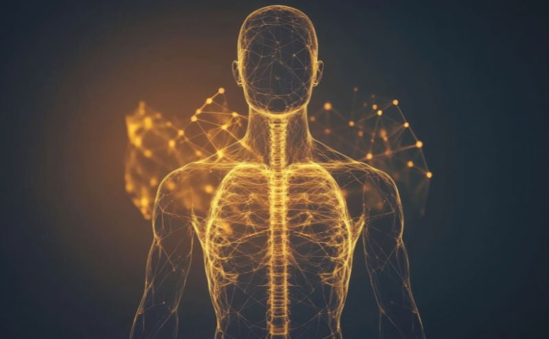 Stylised human figure showing the nervous system and whole-body connections